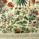 Gravure botanique 1897 - Fleurs et plantes, vivaces, arbres