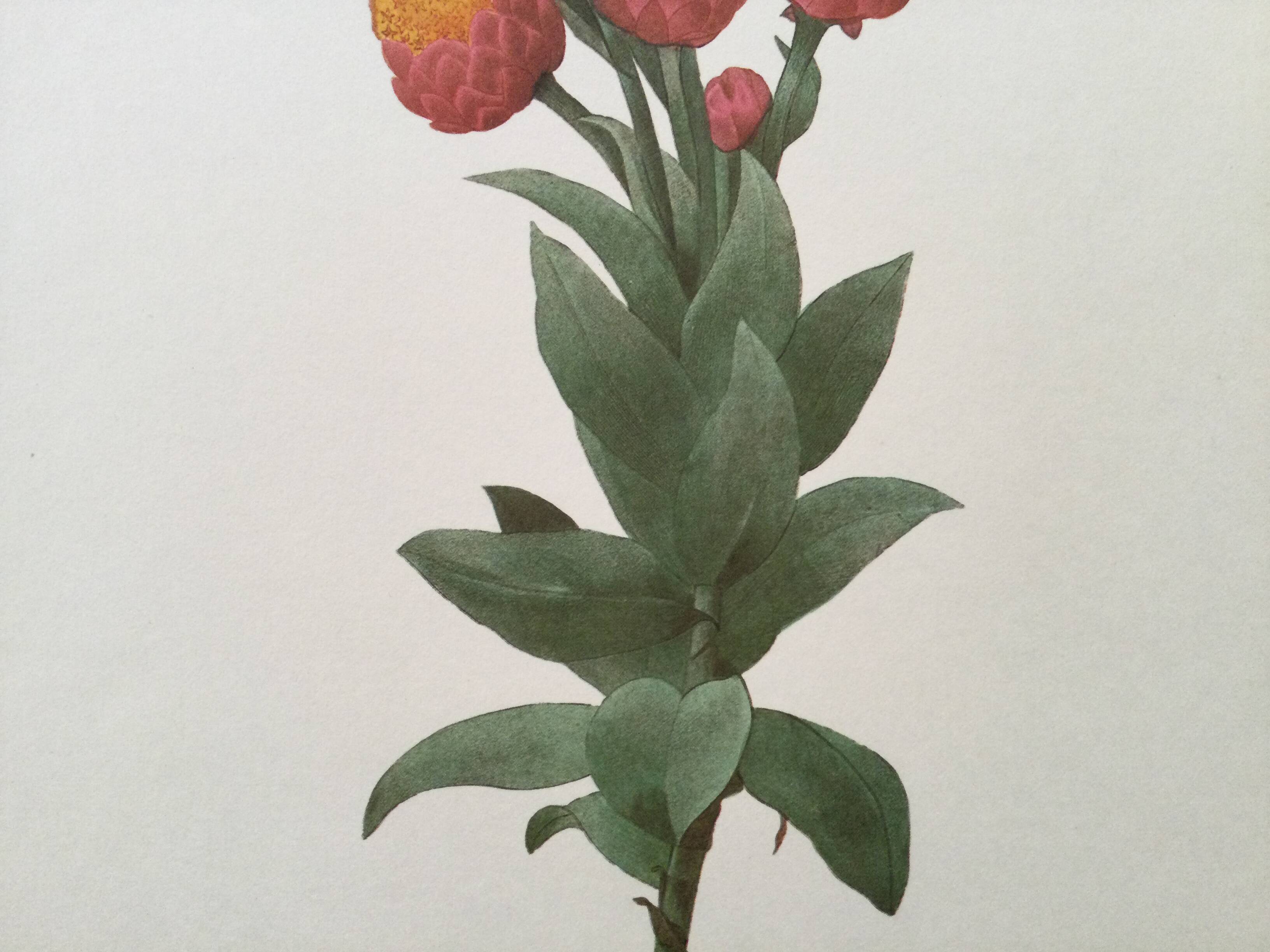 Impression vintage Fleur Astelma eximium années 60
