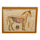 Card / poster / school / educational board / old school horse / cow