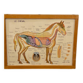Carte / affiche / planche scolaire / éducative / école ancienne cheval / vache