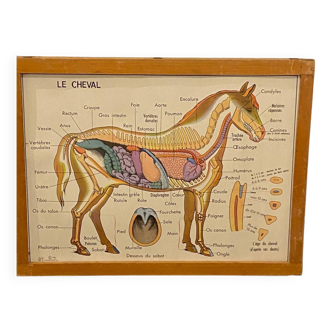 Card / poster / school / educational board / old school horse / cow