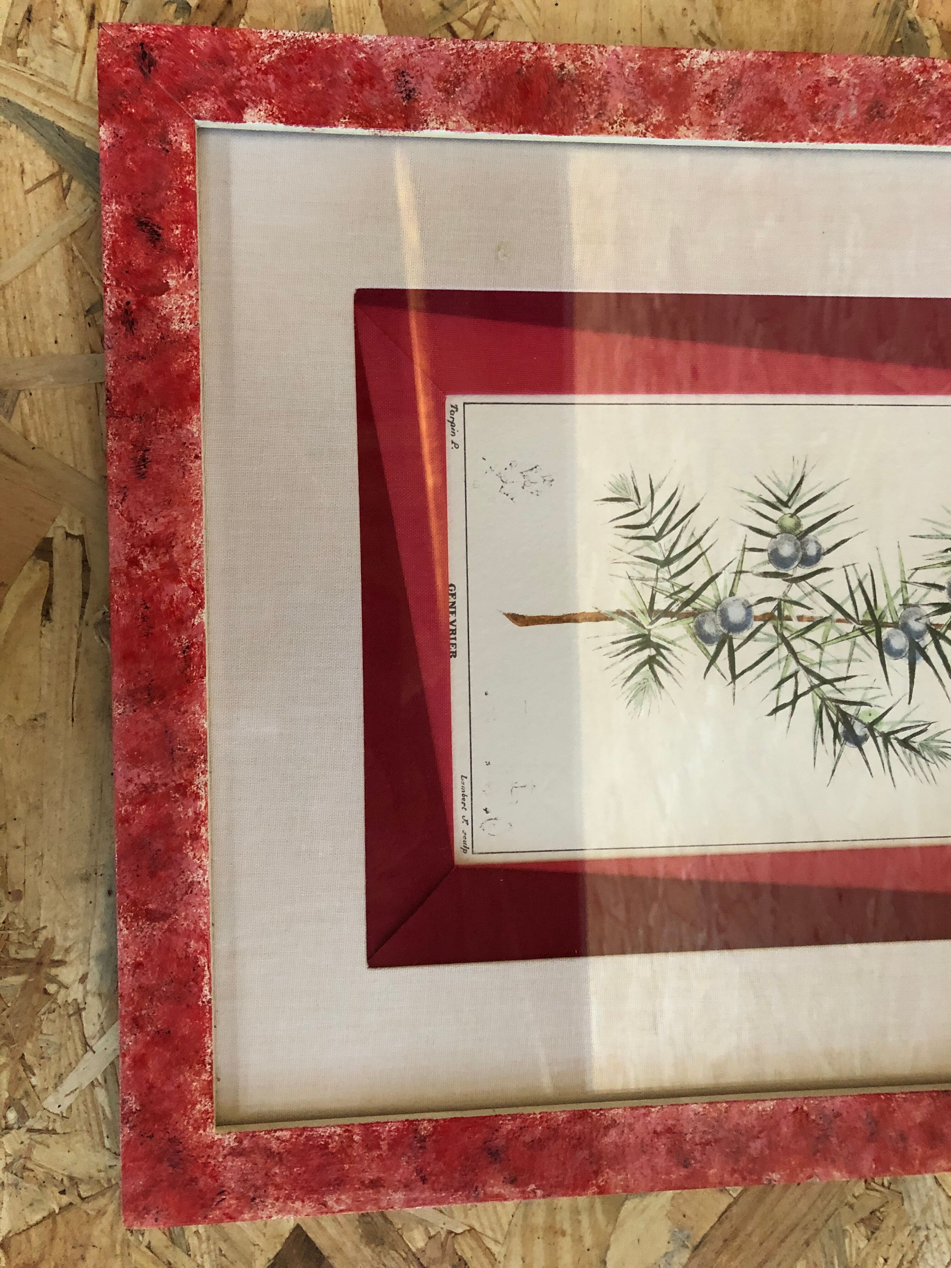 Old Botanical Board GENEVRIER + Fabric Bottom + Vintage RoseWood Frame