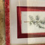 Old Botanical Board GENEVRIER + Fabric Bottom + Vintage RoseWood Frame