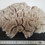 Natural old coral - marine decorative object (21 cm)