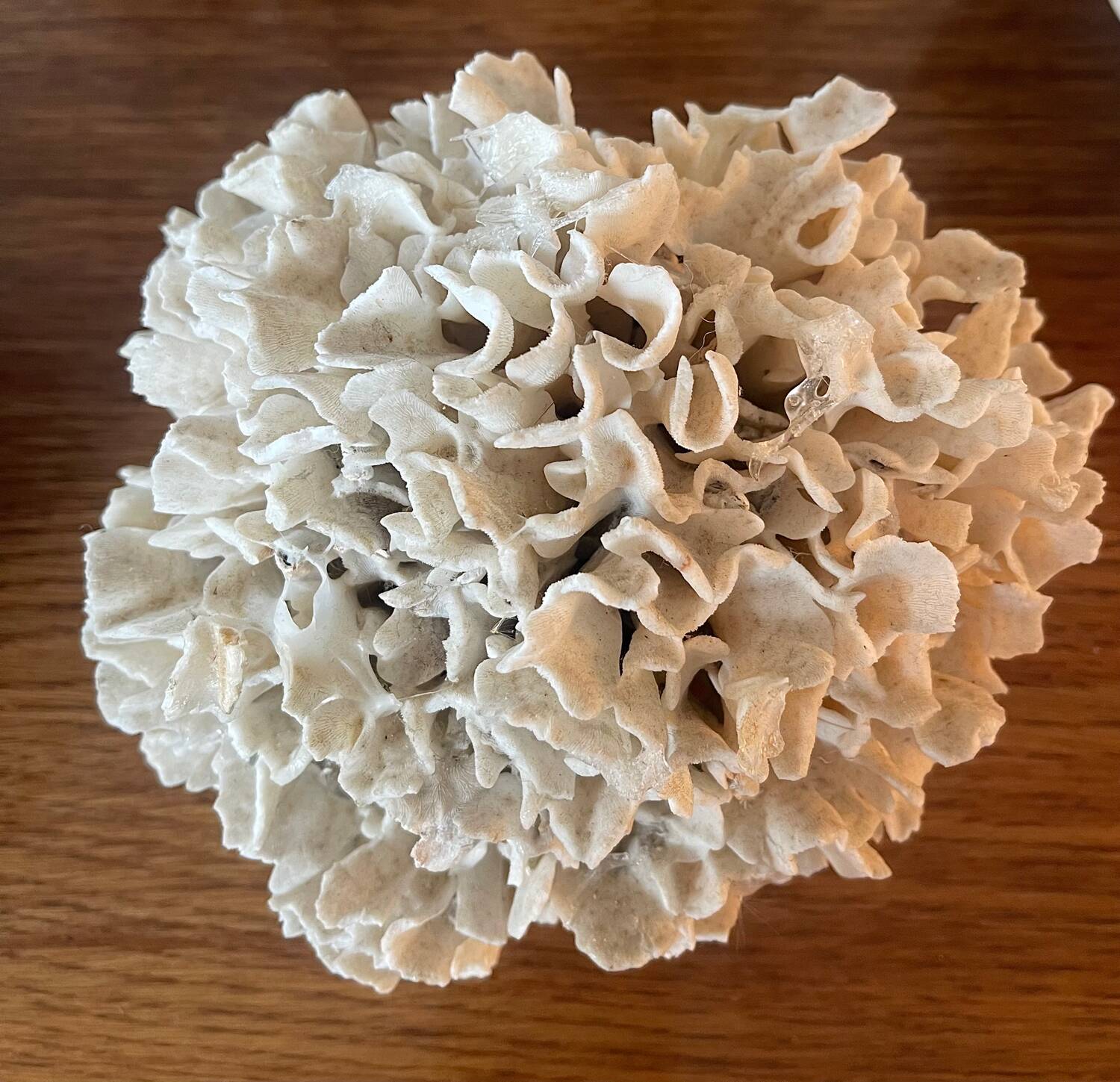 Ancient coral