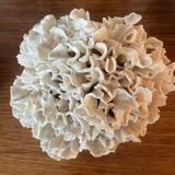 Corail ancien