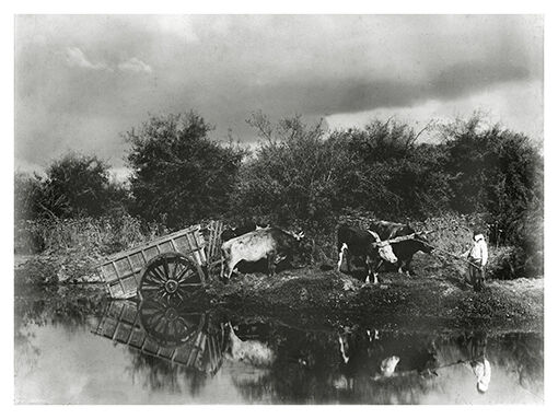 Photograph XIXth a pond and two teams of oxen