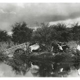 Photograph XIXth a pond and two teams of oxen