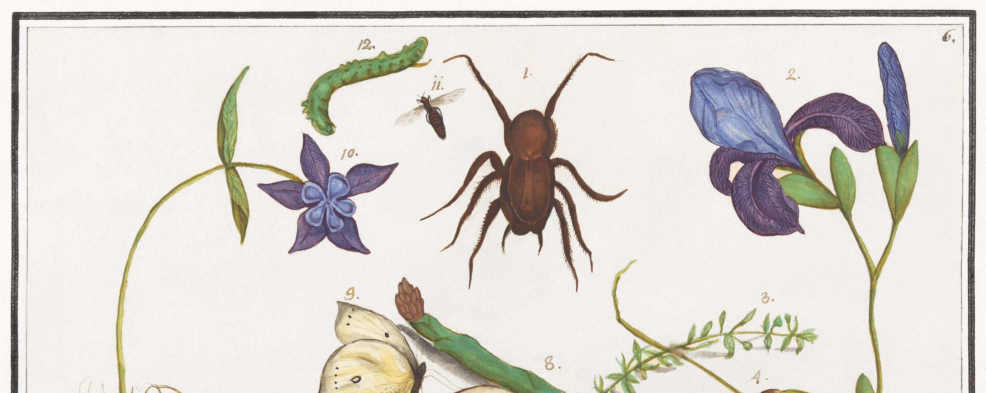 Small poster on “Insects and plants”, based on an old engraving