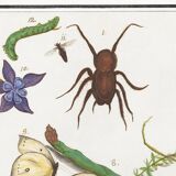 Small poster on “Insects and plants”, based on an old engraving