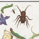 Small poster on “Insects and plants”, based on an old engraving