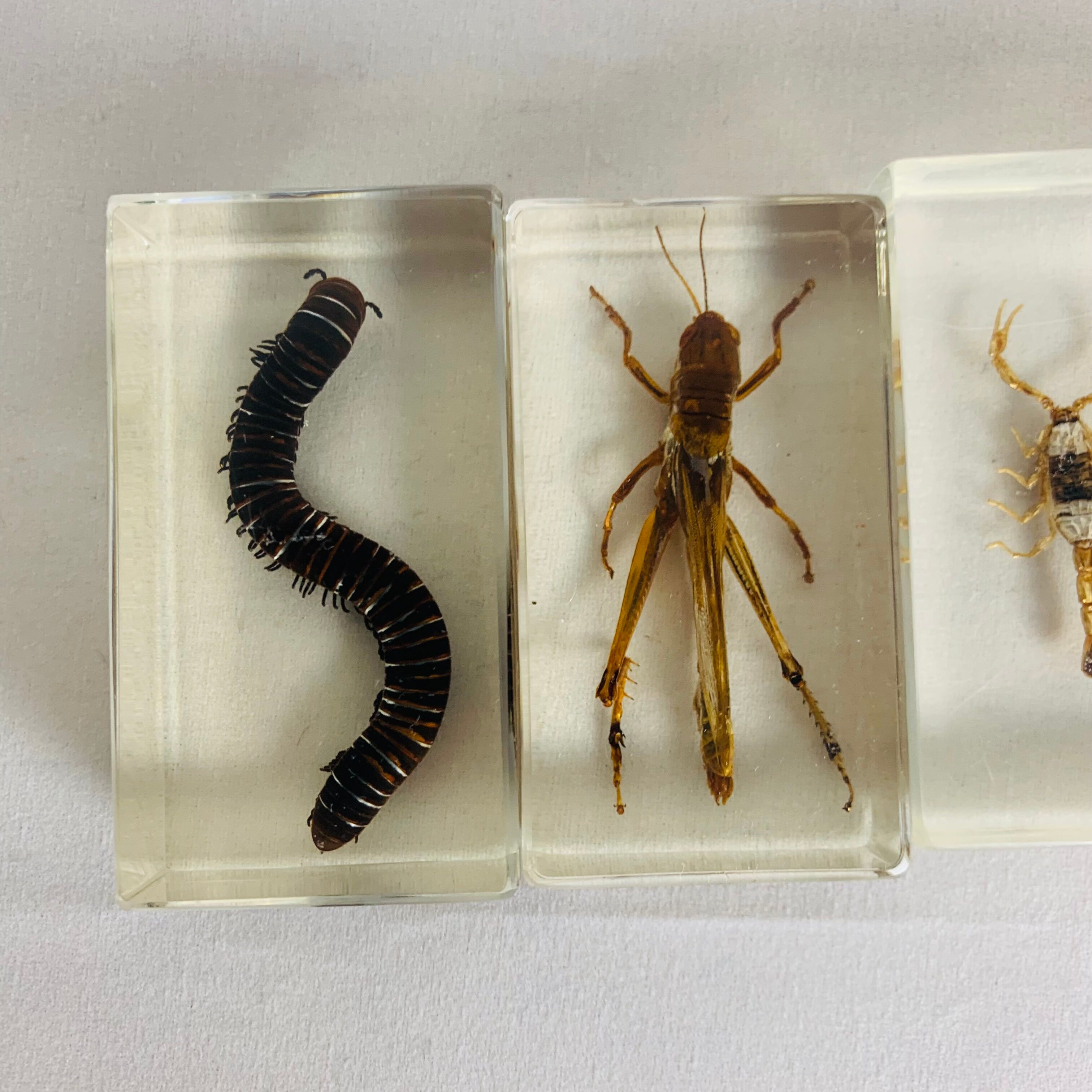 Set of 6 insects inclusion in resin