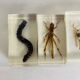 Set of 6 insects inclusion in resin