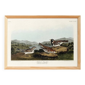 Poster about the Lapland lark, based on an old engraving from 1827.