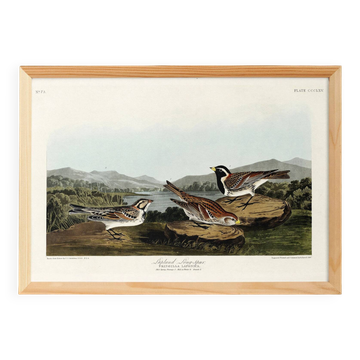 Affiche sur l’alouette de Laponie, d’après une gravure ancienne de 1827.