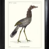 Lithograph engraving chimera animal, the cariapocampus 22x28 cm