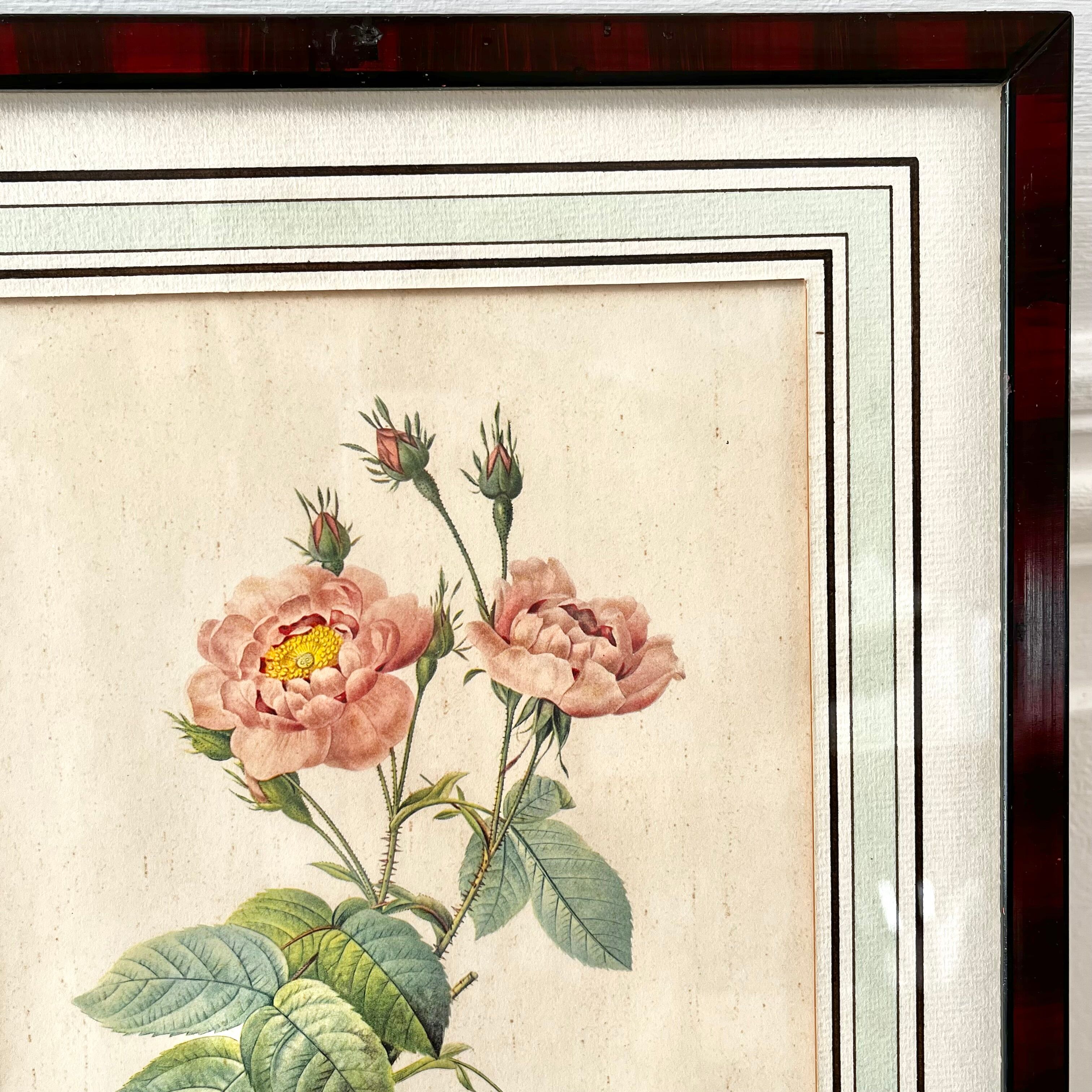 Botanical plate P-J feared Rosa centifolia Anemonoides
