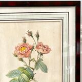 Botanical plate P-J feared Rosa centifolia Anemonoides