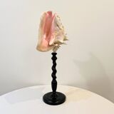 XXL 54 cm Old large conch shell on wooden base Napoleon III cabinet of curiosities foot