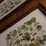Original lithograph on Man