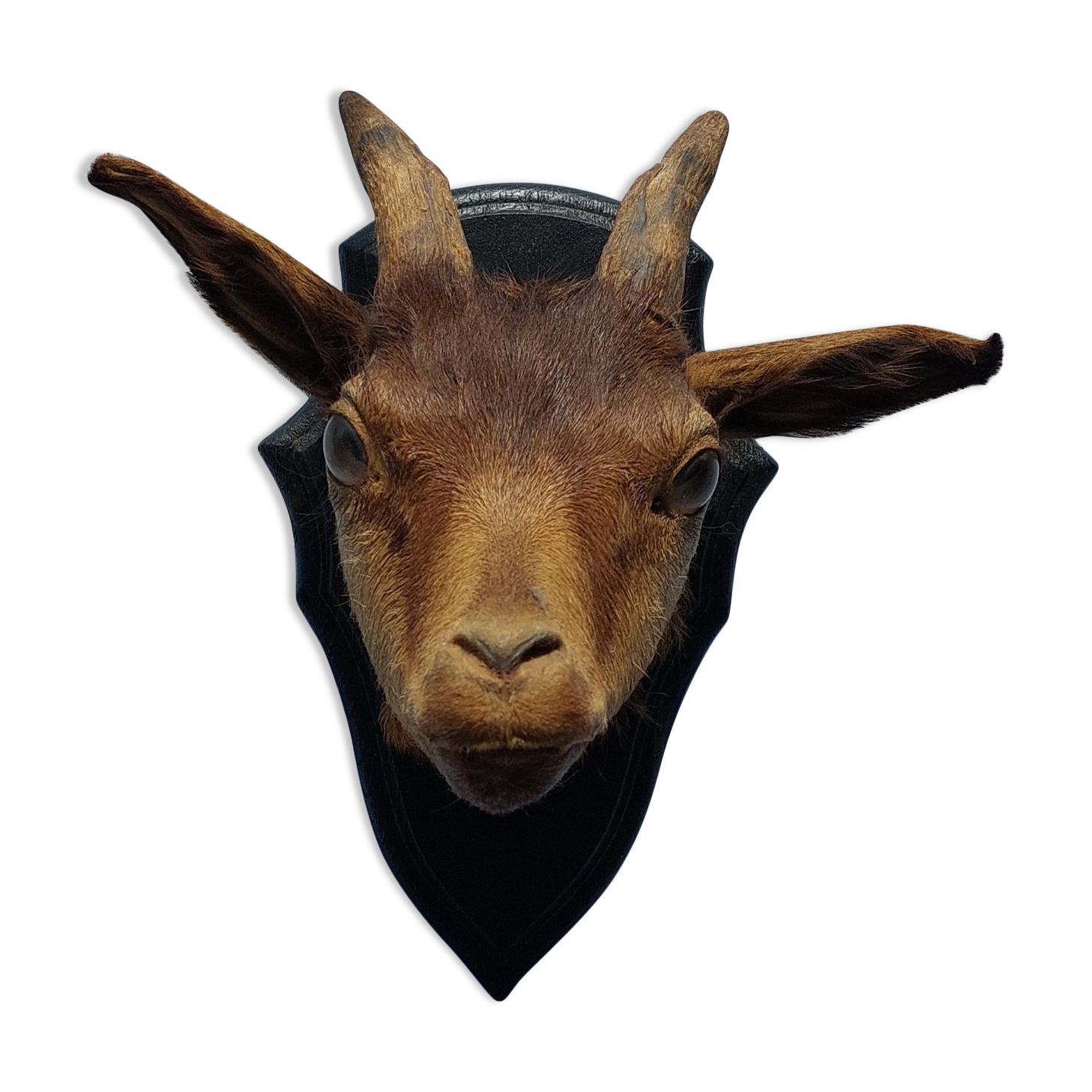 Goat hunting trophy