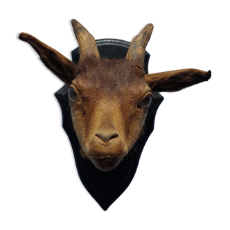 Goat hunting trophy