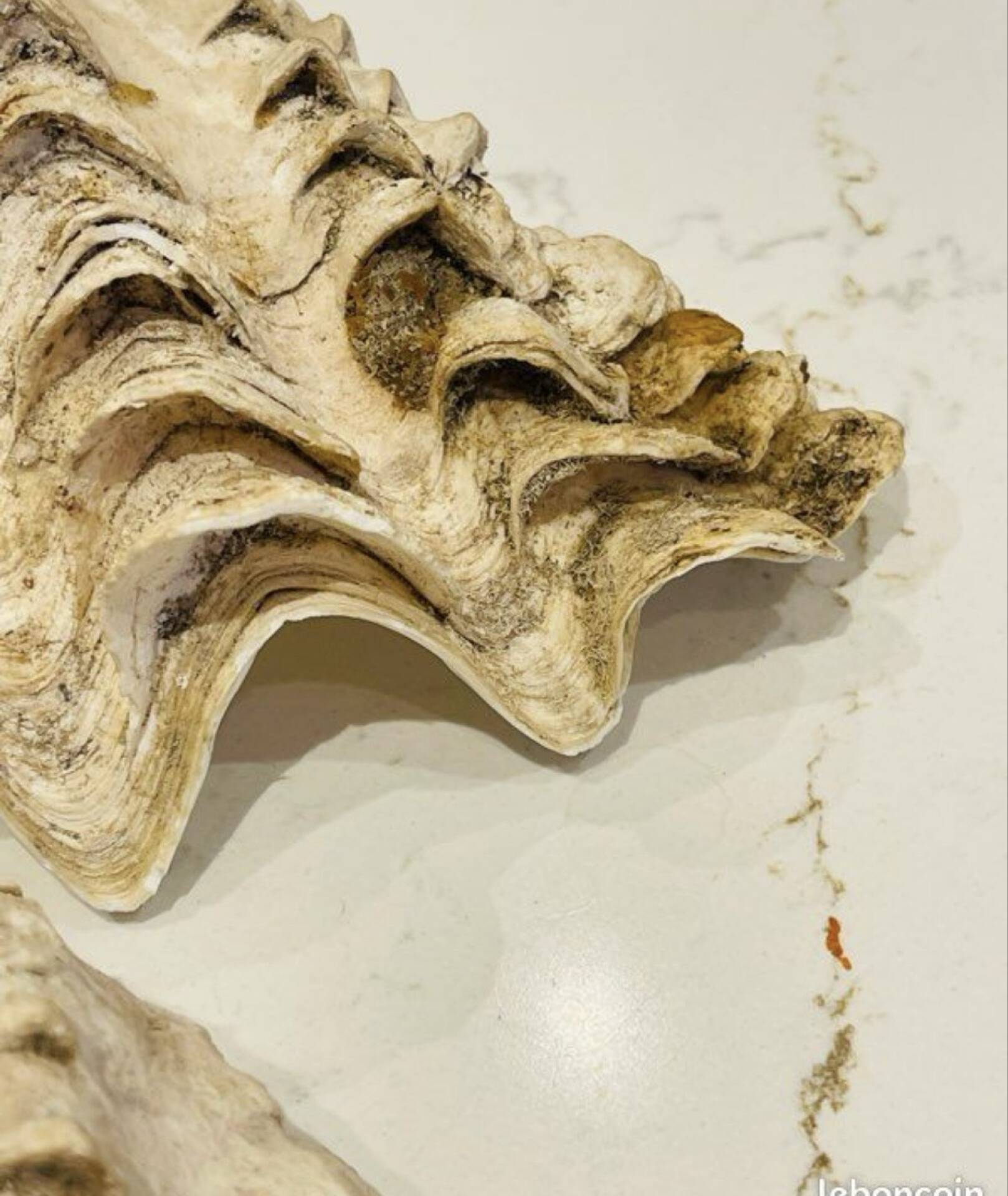 Blessed bivalve shell