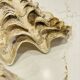 Blessed bivalve shell