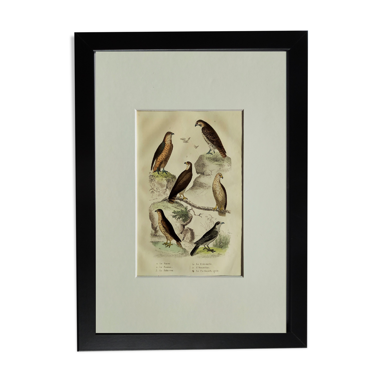 Original Ornithological Plate "Sacred Falcon - Hobby - &c..." Buffon 1836