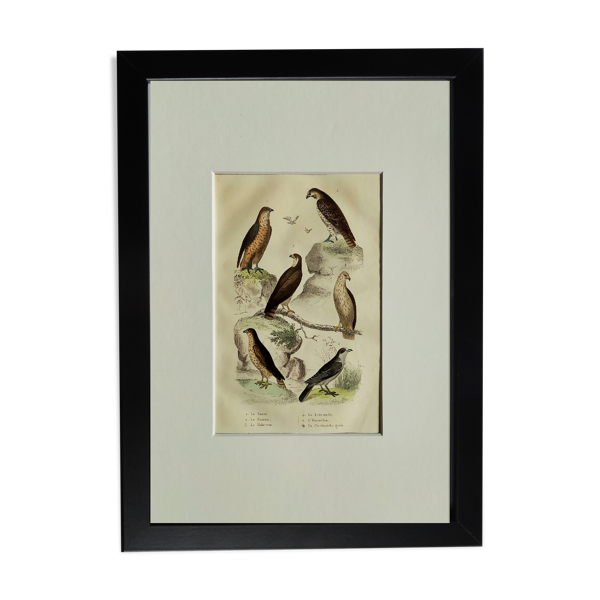 Planche Ornithologique originale '' Sacre - Faucon - Hobereau - &c... '' Buffon 1836 — Beyit