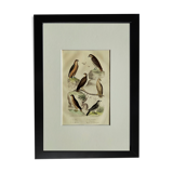 Original Ornithological Plate "Sacred Falcon - Hobby - &c..." Buffon 1836