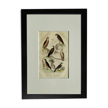 Original Ornithological Plate "Sacred Falcon - Hobby - &c..." Buffon 1836