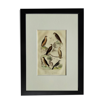 Planche Ornithologique originale " Sacre - Faucon - Hobereau - &c... " Buffon 1836