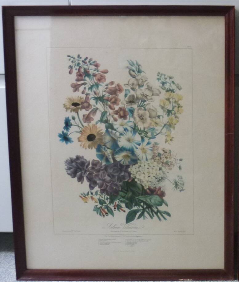 Framed Vilmorin lithograph, bouquet No 3, 1853, E. Champin