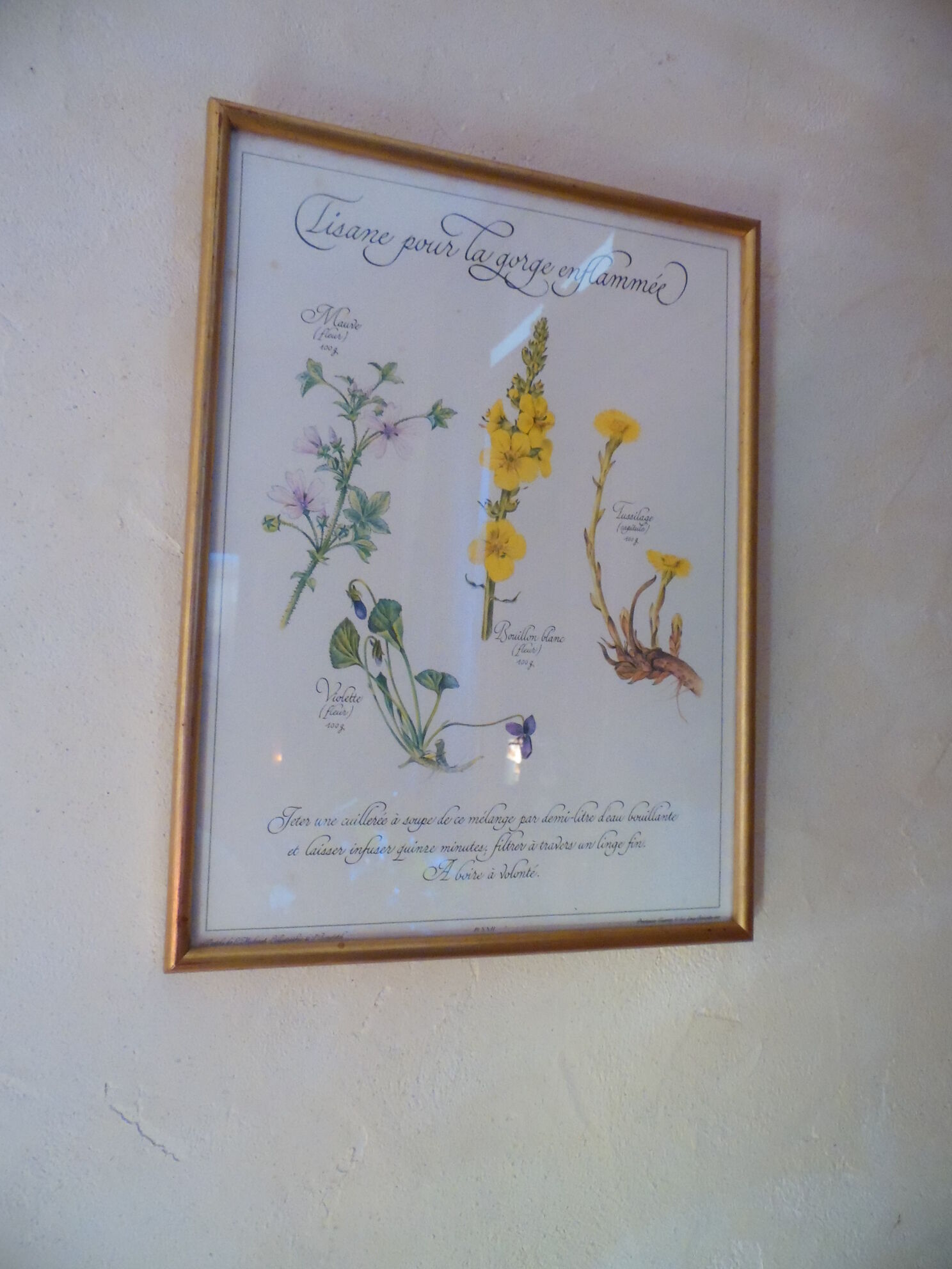 Botanical board Tisane inflamed throat , 1982 C Michaut