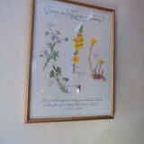 Botanical board Tisane inflamed throat , 1982 C Michaut