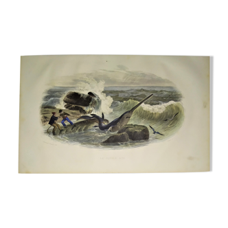 planche zoologique originale de 1839 " le squale scie "