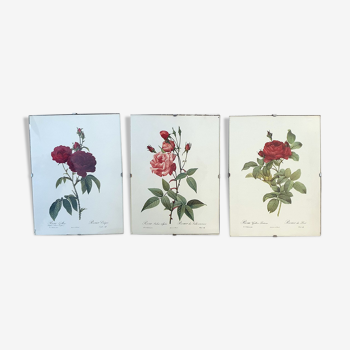 Trio of original botanical engravings under glass