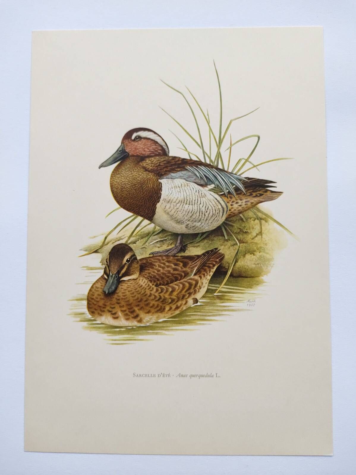 60s bird illustration - Garganey - Vintage ornithological board