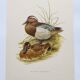 60s bird illustration - Garganey - Vintage ornithological board