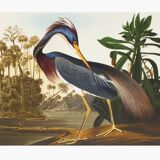 Lithograph John James Audubon