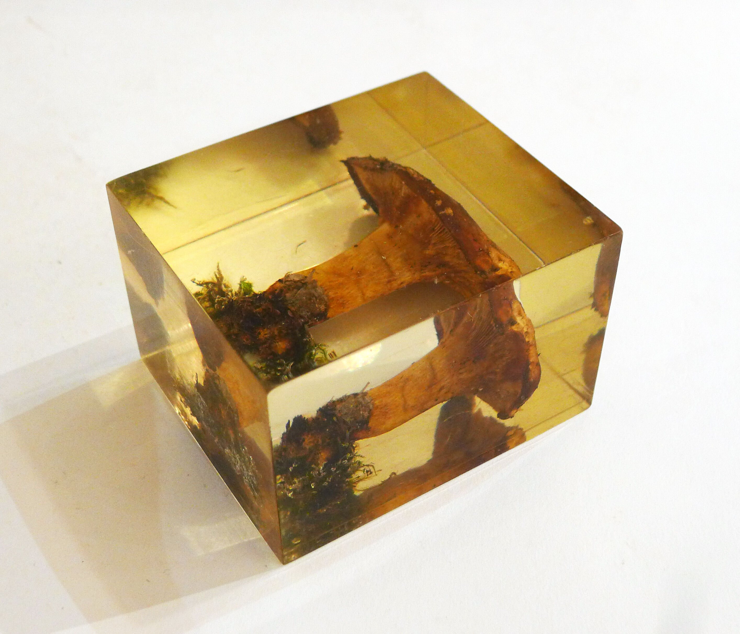 2 inclusions resin Mushrooms