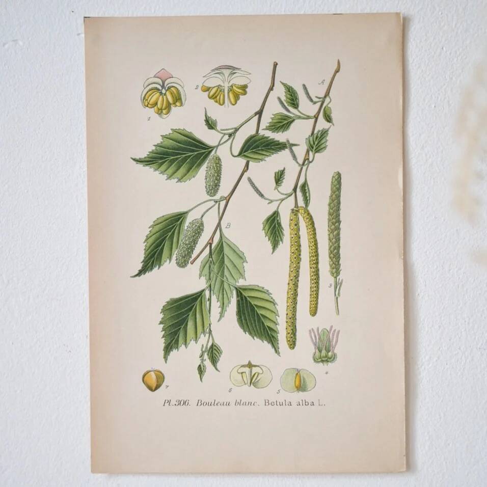 Botanical plates of White Birch