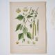 Botanical plates of White Birch