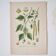 Botanical plates of White Birch