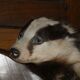 Naturalized badger on pedestal