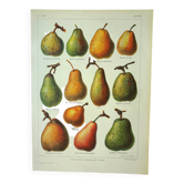 Gravure ancienne 1922, Poire, variétés, fruit, poirier, pomologie • Lithographie, Planche originale