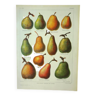 Gravure ancienne 1922, Poire, variétés, fruit, poirier, pomologie • Lithographie, Planche originale