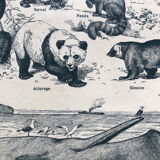 Mammals board