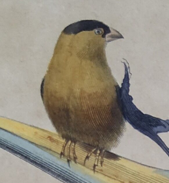 Ornithological board "Veuve to 4 Brins. Dominican - Chardonnert - Tarin" Buffon 1840